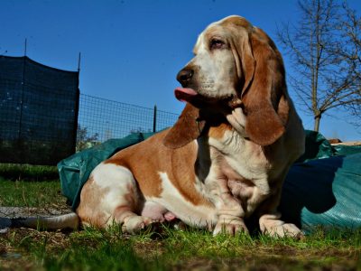 Allevamento Bassethounds Carboncopy 3