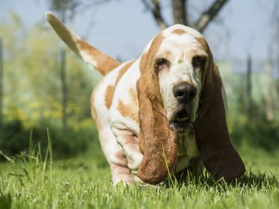 Allevamento Bassethounds