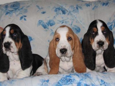 Cuccioli Bassethound