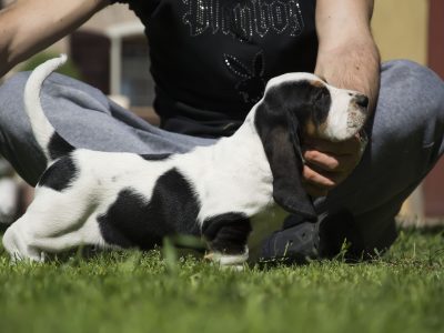 Cucciolo Bassethound Carboncopy